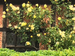Roses next to the Guard House - Windsor