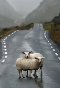 Sheep with no fear.